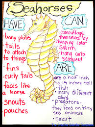 seahorses anchor chart ocean activities ocean projects