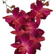 Send fresh, beautiful blooms at prices you'll love! Purple Orchid Flowers For Sale Online Globalrose