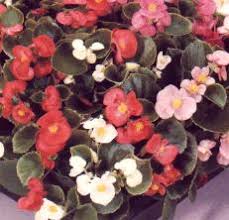 Check spelling or type a new query. Les Annuelles Pour La Mi Ombre Et L Ombre Tout Pour Le Jardin