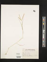 Image result for Acrachne