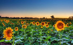Iphone 6s sunflowers hd wallpapers and backgrounds: Sunflower Field Sunset Macbook Air Wallpaper Download Allmacwallpaper