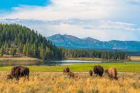 Check spelling or type a new query. Camping World S Guide To Rving Yellowstone National Park Camping World