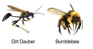 Someone Wrote A Funny Guide About Bees And Wasps And You