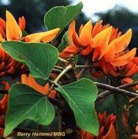 Image result for Triplochiton zambesiacus