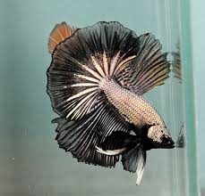 Black Copper Dragon Betta Betta Fish Halfmoon Betta