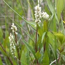 Image result for Polygala senensis
