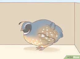 3 Ways To Care For A Wounded Quail Wikihow