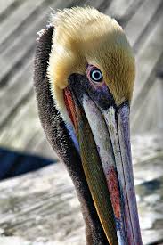 Bird With Colorful Beak Pelican Pelican Art Pet Birds Colorful Birds