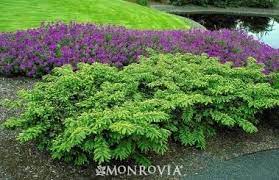 Emerald Spreader Yew Planting Hage Blomster