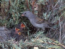 Image result for Spragueanella