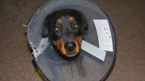 Dog Health How To Stop A Dog From Chewing On A Wound Pethelpful