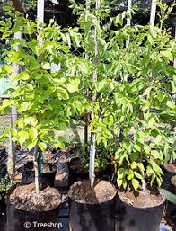 Image result for Steganotaenia