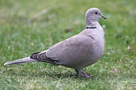 Turkse Tortel Tourterelle Turque Oiseaux Tourterelle