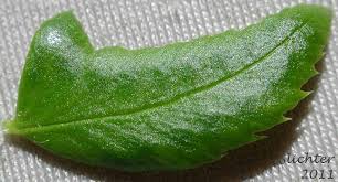 Image result for Lonchitis