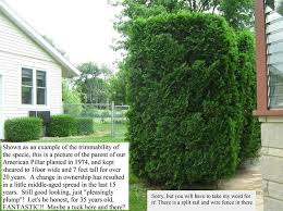 Its tall and narrow form and dense foliage make it a great choice in blocking strong winds and sounds. Pin On Cottage Garden