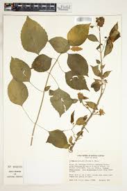 Image result for Achyrospermum carvalhoi