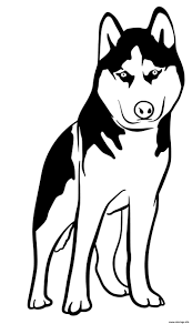 It is believed that the siberian husky has their origin among a group of siberian nomads called the chukchi. Coloriage Husky Dog Dessin Chien A Imprimer