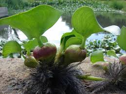 Use Of Water Hyacinth In Fish Feed All About Feed