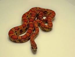 Black And White Corn Snake For Sale Sunkissed Corn Snake Corn Snakes For Sale Corn Snake Snakes For Sale