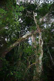 Image result for Ficus sansibarica