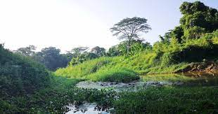 Clementi forest is one of the last untouched natural forests in singapore and might give way to urbanisation soon. 3 Hikers Rescued By Police After Getting Lost In Clementi Forest Mothership Sg News From Singapore Asia And Around The World