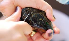 Maybe you would like to learn more about one of these? Pulire Le Cozze E Cucinarle Trucchi Suggerimenti E Le Ricette Piu Golose