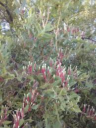Image result for Tapinanthus oleifolius