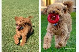 The golden retriever ancestry brings only shades of cream, apricot and red to the breed. The Red Goldendoodle 7 Things You May Not Know About Em Happy Go Doodle