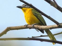 Image result for Micractis bojeri