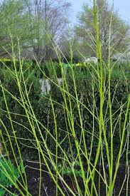 Many shades of green have been named after plants or are related to plants. Wake Up Your Garden With Lime Colored Plants