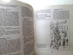 Image result for Disa walleri