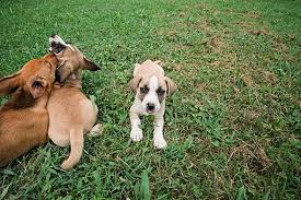 Contributors to our new pet adoption center. Nashville Tn Corgi Meet Puppies A Pet For Adoption