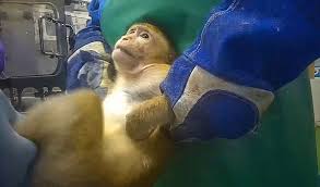 These disturbing images shows how monkeys are sacrificed to ...