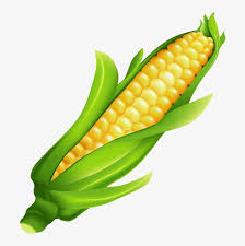 ear of corn clipart mazorca de maiz png 692x744 png download pngkit ear of corn clipart mazorca de maiz