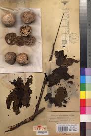 Image result for Antrocaryon nannanii