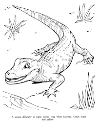Check out our collection of 10 alligator coloring pages to print for your kids: Animal Drawings Coloring Pages Alligator Animal Identification Drawing And Coloring Pages Honk Zoo Coloring Pages Animal Drawings Zoo Animal Coloring Pages