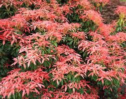Not a plant for regions with extremes of heat and cold, andromeda prefers the more moderate temperatures of its japanese homeland and does best where those conditions can be replicated. Japanese Andromeda Planting Pruning And Care
