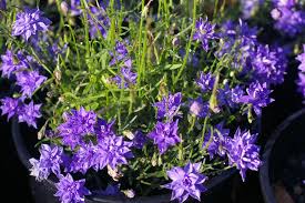 On this page created with sketch. Wahlenbergia Stricta Blue Mist Native Bluebell Gardening With Angus