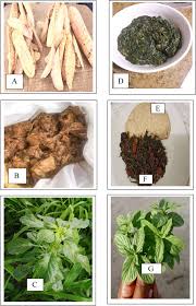 Image result for Bridelia duvigneaudii