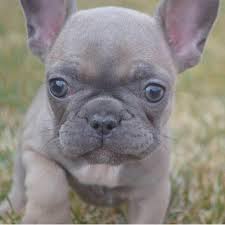 Find french bulldog puppies and breeders in your area and helpful french bulldog information. Smashface French Bulldogs Home Facebook