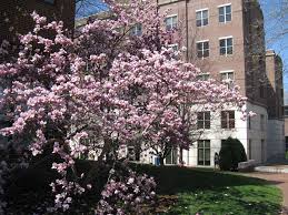 Maybe you would like to learn more about one of these? Flowering Trees The Traveling Naturalist