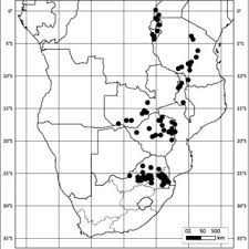 Image result for Gomphocarpus semiamplectens