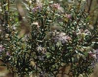 Image result for Agelanthus natalitius