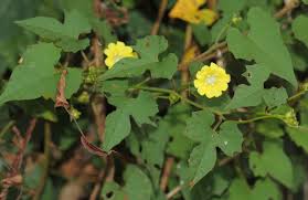 Image result for Merremia verecunda