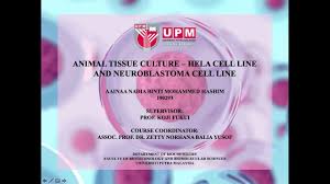 Subculture short protocol and splitting guide: Animal Tissue Culture Hela Cell Line And Neuroblastoma Cell Line N1e 115 Youtube