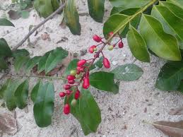 Image result for Ouratea