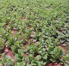 Image result for Basella alba