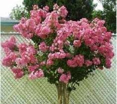 Maybe you would like to learn more about one of these? Pink Velour Crape Myrtle Tree New Life Nursery