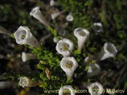 Image result for Fabiana imbricata