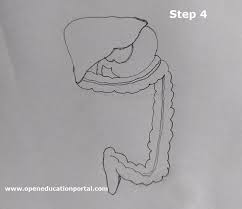 When you chew your food it breaks up big. How To Draw Digestive System Easy Step Wise Guide To Follow